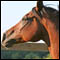 Arabian Horse Photo