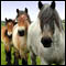 Belgian Horse Photo