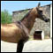 Caspian Horse Photo