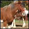Clydesdale Horse Photo