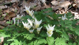 Dicentra cucullaria