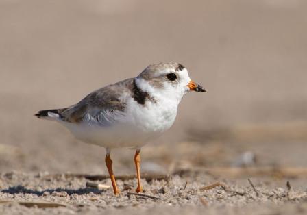 Piping Plover