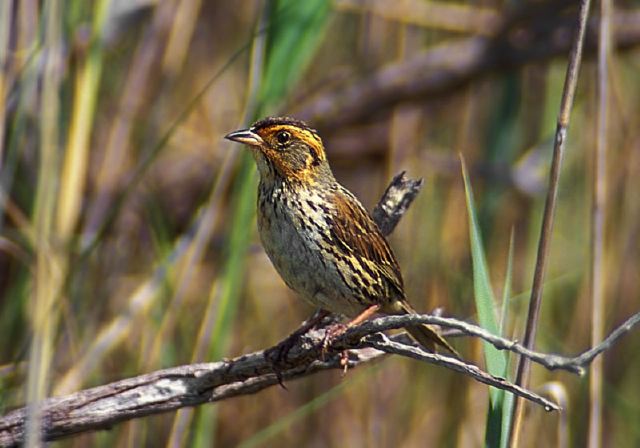 Salt-Marsh Sparrow, © Steve Nanz