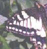 Papilio machaon L.