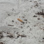 A cigarette butt in the sand just west of the pier in Gulfport.