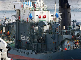 Japanese Whaling Fleets Set Sail