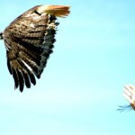 Best Release: Red Tailed Hawk by Maryjane Angelo