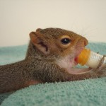 Best Hands-On Rehab: Squirrel by Melanie Furr