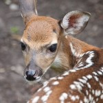 Best Candid:  White Tailed Fawn by Margaret-Krotowski