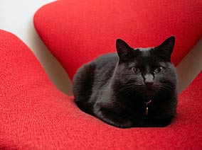 Black Cat Myths