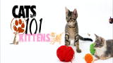 Cats 101: Kittens!