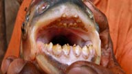  Red-Bellied Pacu Photos