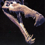 Fossil phytosaur skull