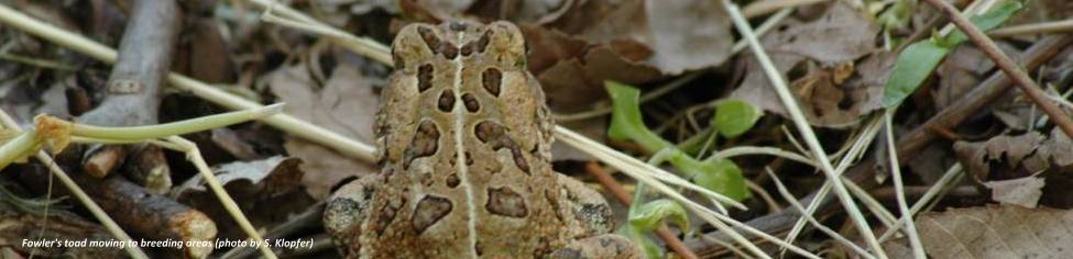 Fowler's Toad