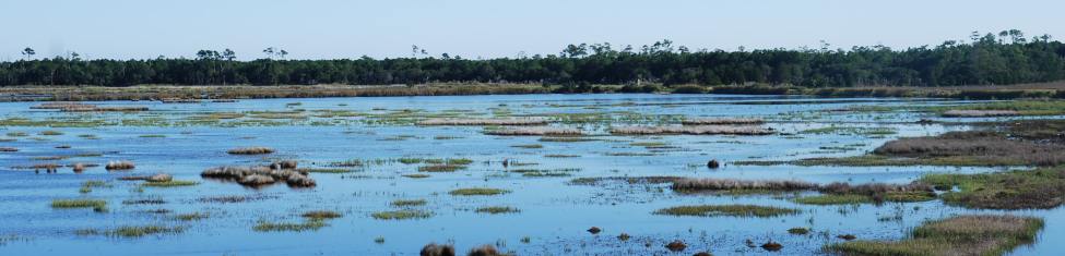 coastal wetlands in SC