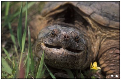 Snapping Turtle - Chelydra serpentina - click to enlarge