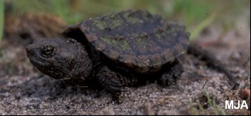 Juvenile C. serpentina - click to enlarge