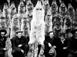 Historic photo of a group of men crouched in front of hanging wolf pelts.
