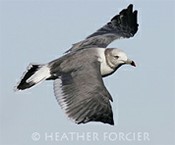 Vermont eBirders of the Month January 2012: The Vermont Bird Records Committee