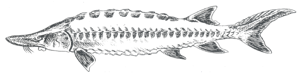 Gulf sturgeon - (Acipenser oxyrinchus desotoi)