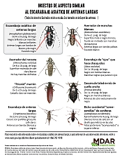 ALB Tree Guide Spanish