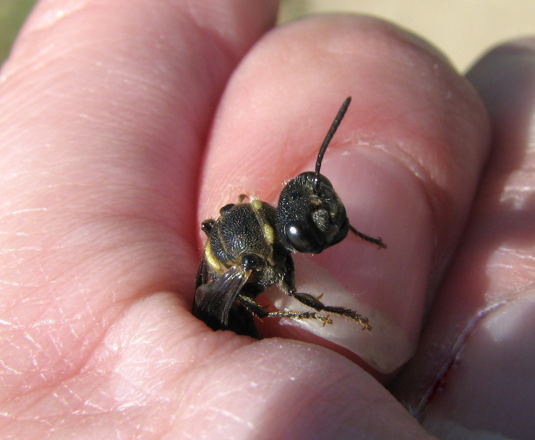 Cerceris wasp in hand