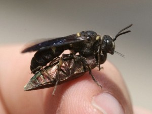 Cerceris wasp and EAB