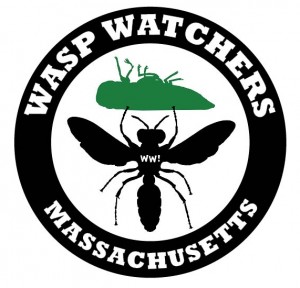 Wasp Watchers Massachusetts