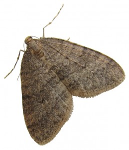 male winter moth