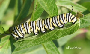 Danaus_plexippus.jpg