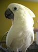 Adopt-A-Rescued-Bird Month