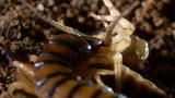 Monster Bug Wars: Scorpion vs. Centipede