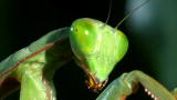 Monster Bug Wars: Giant Rainforest Mantis