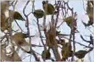 Video: Parakeets Swarming in London