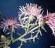 Spotted Knapweed