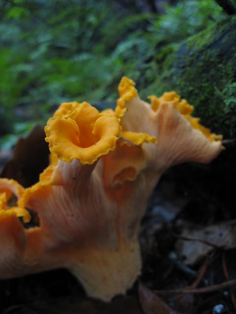  Chantarelle Mushroom