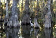 Great Egret