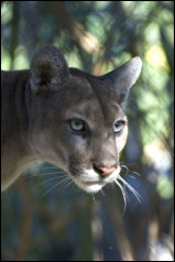 Florida Panther