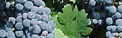 grapes_homage_image.jpg