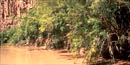 Exotic tamarisk impacting the Colorado River corridor