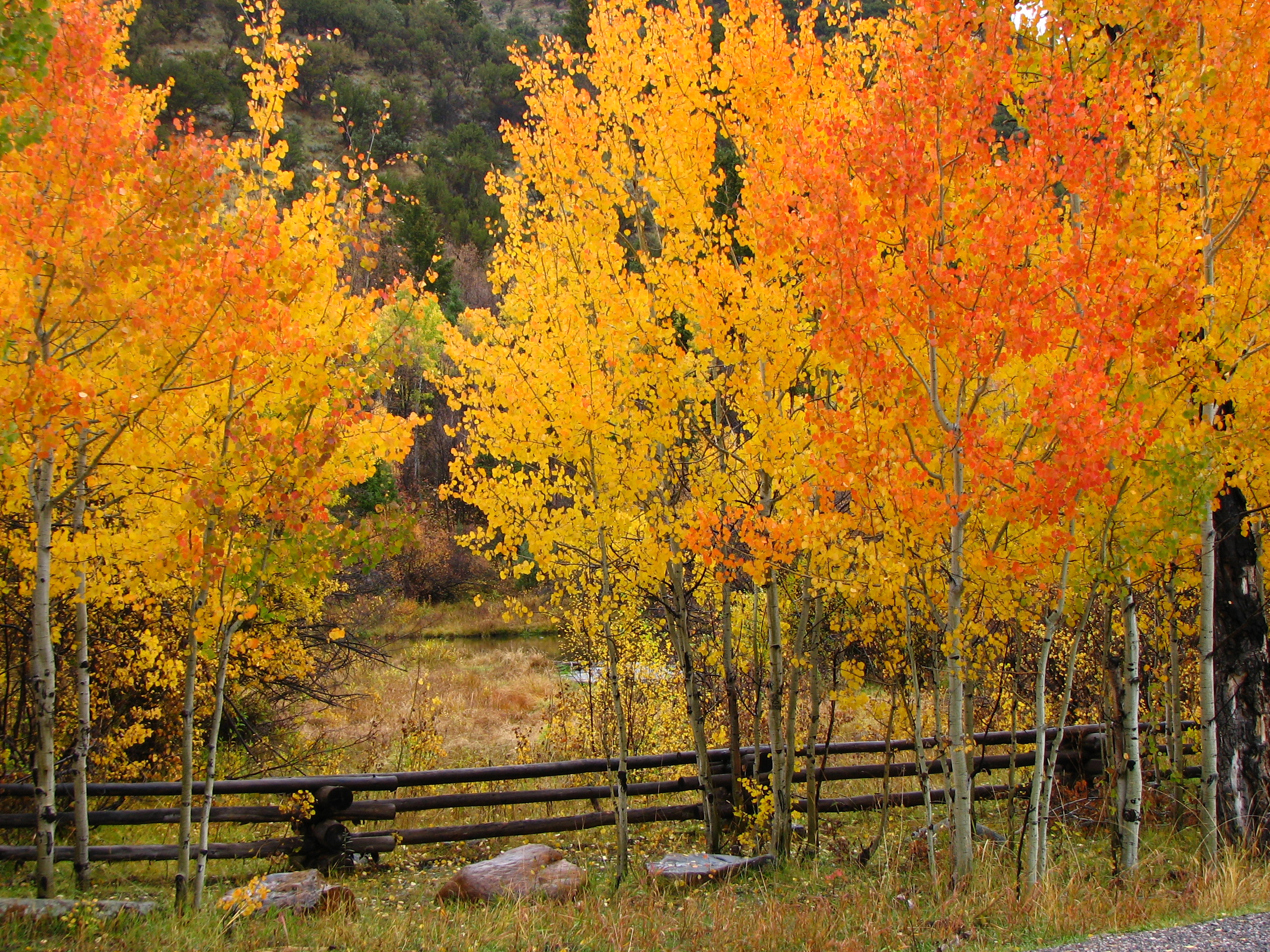 fall colors on the CTNF