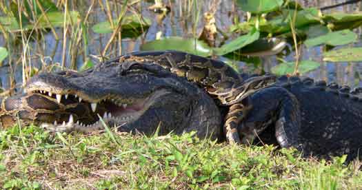 An American alligator and a Burmese python locked in a struggle to prevail in Everglades National Park. [Photo: Lori Oberhofer, National Park Service ]