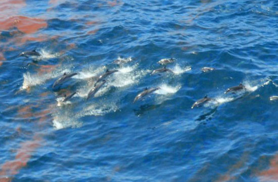 dolphins in oiled water