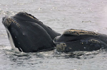 Northern right whales