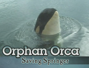 Orphan Orca: Saving Springer