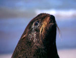 Northern fur seal