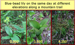 blue-bead lily at different elevations