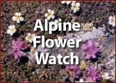 Alpine Flower Monitoring