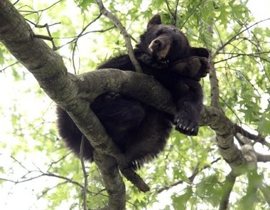 Black-Bear-Metuchen-NJ-June-2011.JPG