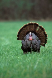 turkey in field
